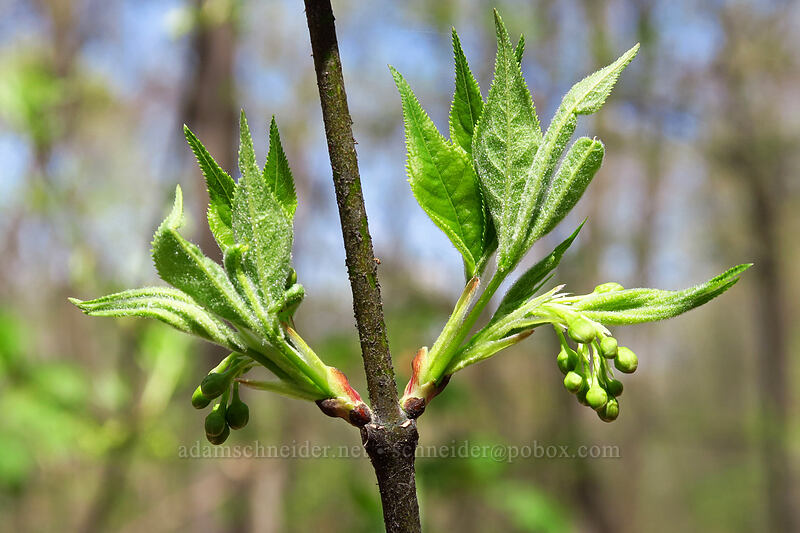 American bladdernut, budding (Staphylea trifolia) [Eloise Butler Wildflower Garden, Minneapolis, Hennepin County, Minnesota]