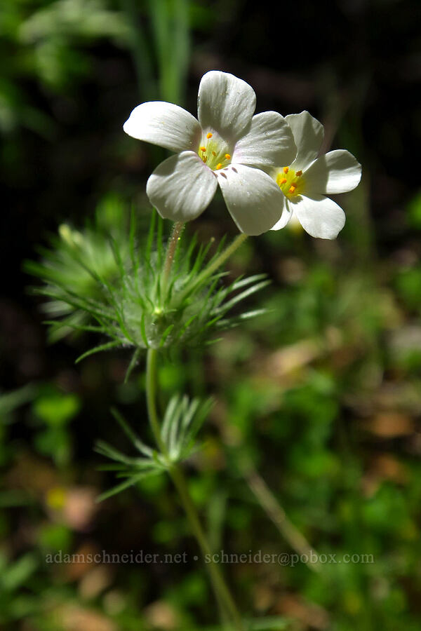 mustang clover (Leptosiphon montanus (Linanthus montanus)) [Cosumnes River Gorge, El Dorado County, California]