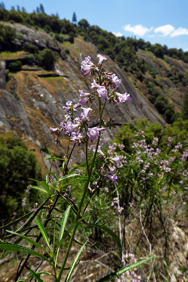 yerba santa (Eriodictyon californicum (Wigandia californica)) [Cosumnes River Gorge, El Dorado County, California]