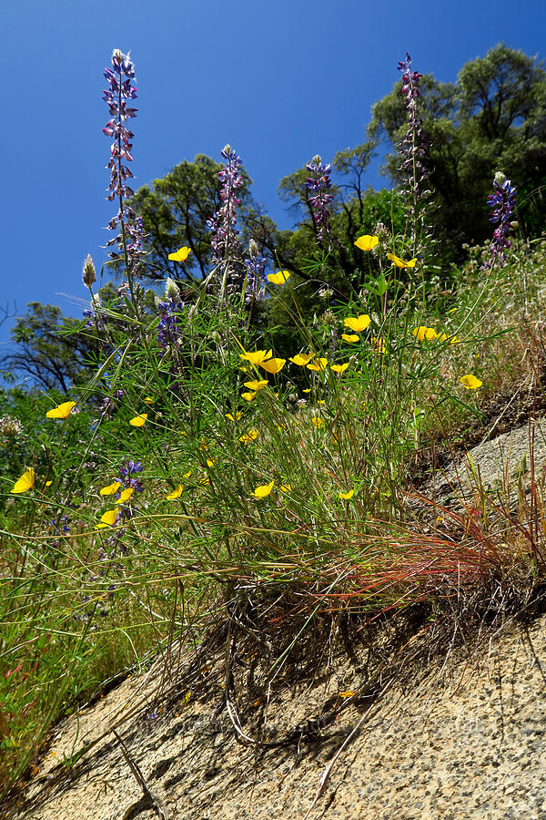 foothill poppies & spider lupines (Eschscholzia caespitosa, Lupinus benthamii) [Cosumnes River Gorge, El Dorado County, California]