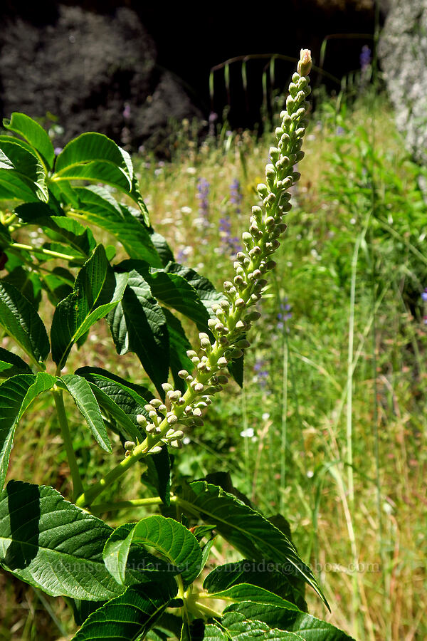 California buckeye, budding (Aesculus californica) [Cosumnes River Gorge, El Dorado County, California]