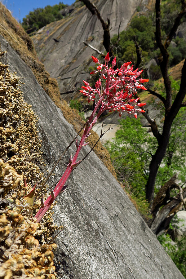 canyon live-forever (rock lettuce) (Dudleya cymosa) [Cosumnes River Gorge, El Dorado County, California]