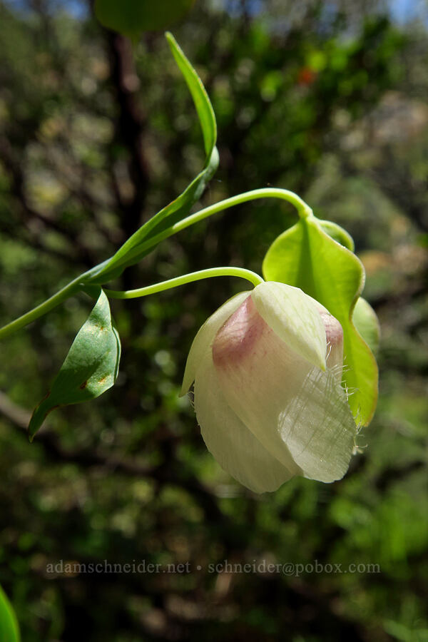 white fairy lanterns (Calochortus albus) [Cosumnes River Gorge, El Dorado County, California]