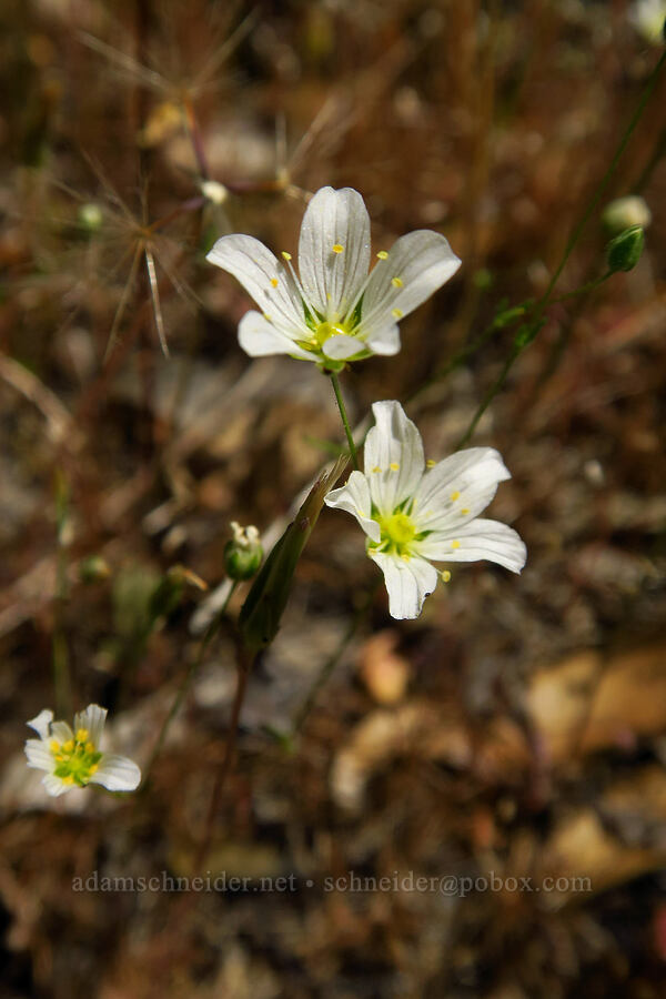 Douglas' stitchwort (sandwort) (Minuartia douglasii (Sabulina douglasii) (Arenaria douglasii)) [Cosumnes River Gorge, El Dorado County, California]