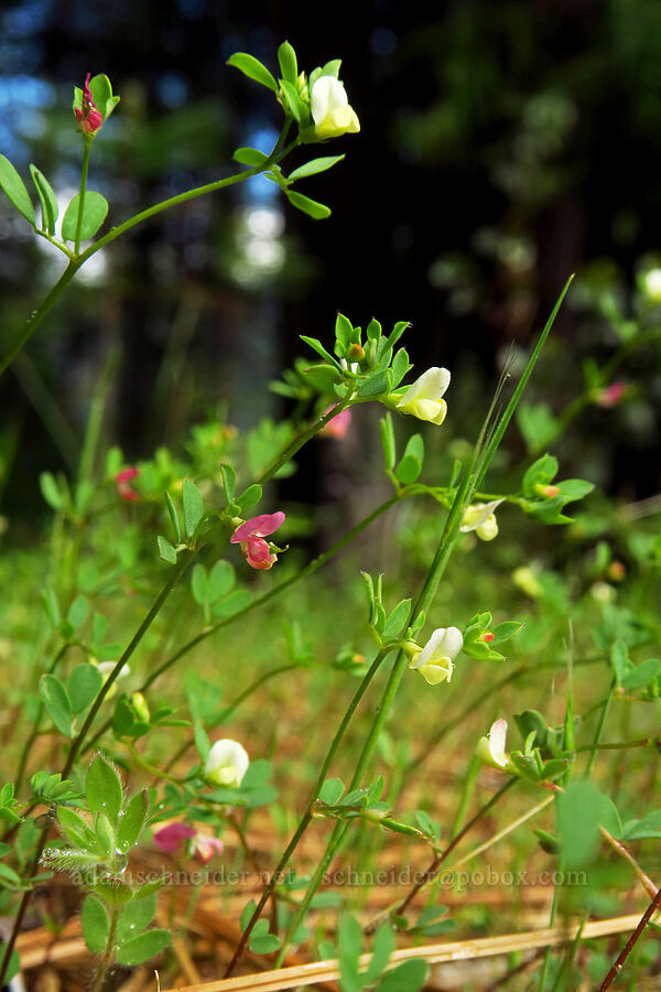 small-flowered lotus (Acmispon parviflorus (Lotus micranthus)) [Fleming Meadow, Eldorado National Forest, El Dorado County, California]