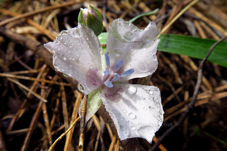 naked mariposa lily (Calochortus nudus) [Fleming Meadow, Eldorado National Forest, El Dorado County, California]