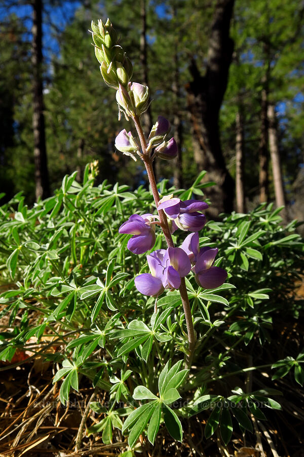 Sierra lupine (Gray's lupine) (Lupinus grayi) [Telephone Ridge, Eldorado National Forest, El Dorado County, California]