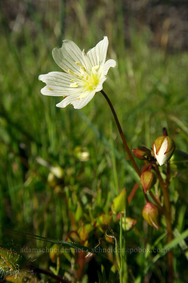 white meadow-foam (Limnanthes alba ssp. versicolor) [Telephone Ridge, Eldorado National Forest, El Dorado County, California]