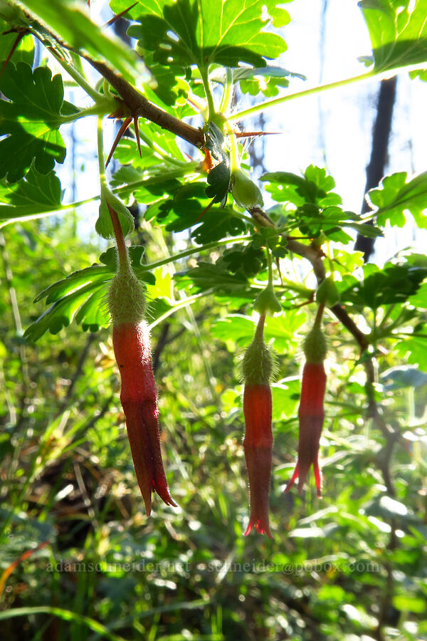 Sierra gooseberry flowers (Ribes roezlii) [Telephone Ridge, Eldorado National Forest, El Dorado County, California]
