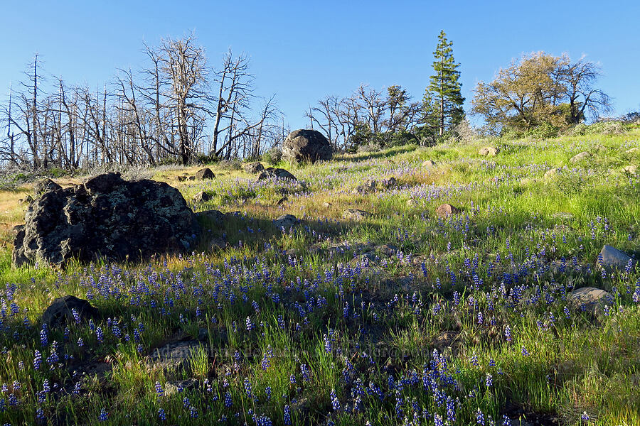 sky lupines (Lupinus nanus) [Telephone Ridge, Eldorado National Forest, El Dorado County, California]