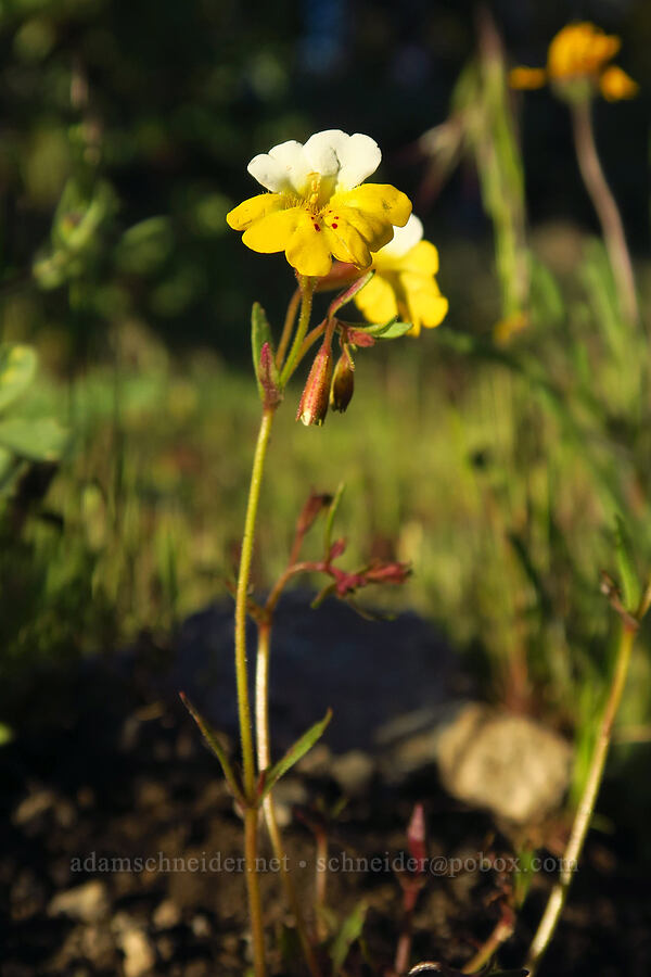 yellow-and-white monkeyflower (Erythranthe bicolor (Mimulus bicolor)) [Telephone Ridge, Eldorado National Forest, El Dorado County, California]