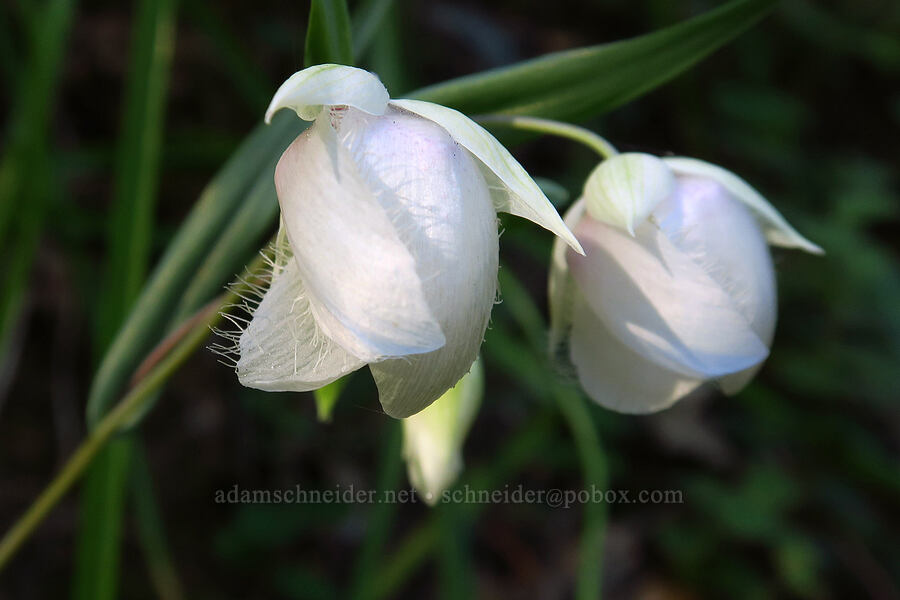 white fairy lanterns (Calochortus albus) [Rock Creek Road, El Dorado County, California]