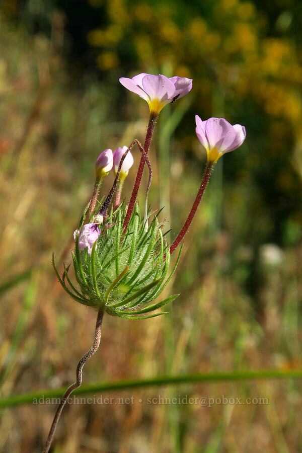mustang clover (Leptosiphon montanus (Linanthus montanus)) [Rock Creek Road, El Dorado County, California]