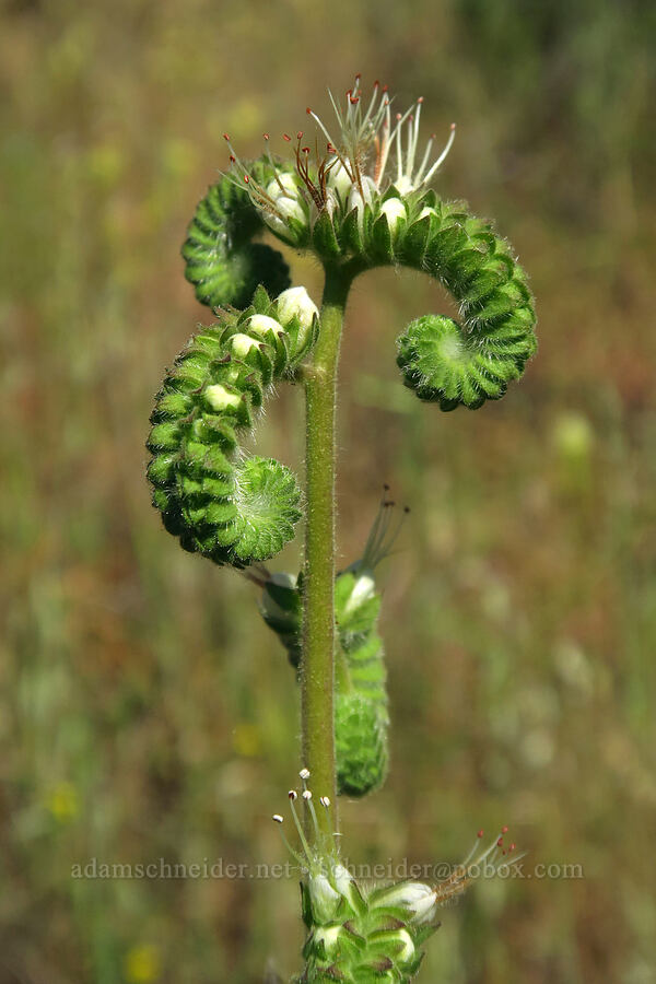 imbricate scorpion-weed (Phacelia imbricata) [Rock Creek Road, El Dorado County, California]