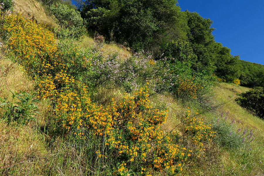 sticky monkeyflower & yerba santa (Diplacus aurantiacus (Mimulus aurantiacus), Eriodictyon californicum (Wigandia californica)) [Rock Creek Road, El Dorado County, California]