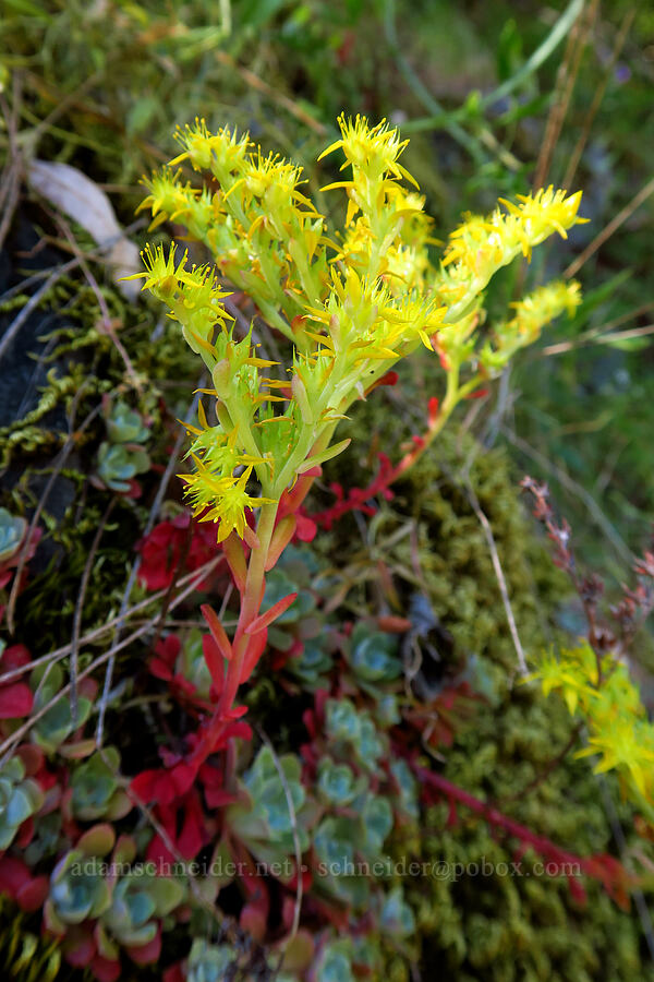 broad-leaf stonecrop (Sedum spathulifolium) [Rock Creek Road, El Dorado County, California]