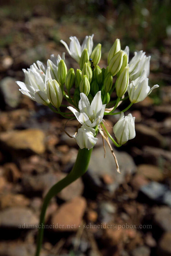 white brodiaea (wild hyacinth) (Triteleia hyacinthina (Brodiaea hyacinthina)) [Traverse Creek Botanical Special Interest Area, Eldorado National Forest, El Dorado County, California]