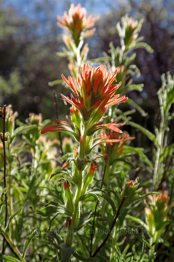wavy-leaf paintbrush (Castilleja applegatei) [Traverse Creek Botanical Special Interest Area, Eldorado National Forest, El Dorado County, California]