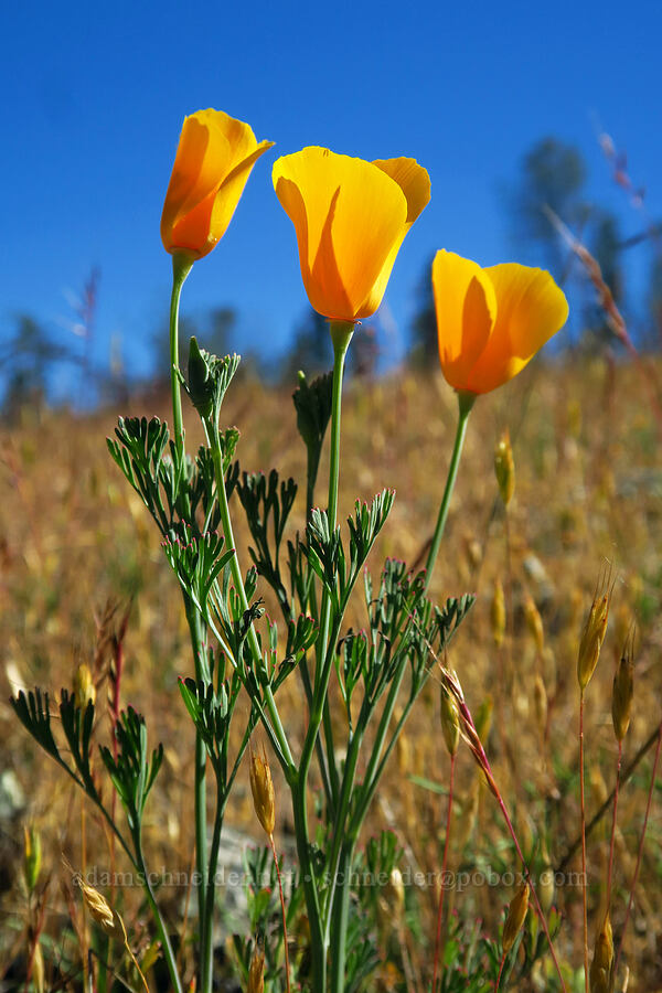 California poppies (Eschscholzia californica) [Traverse Creek Botanical Special Interest Area, Eldorado National Forest, El Dorado County, California]