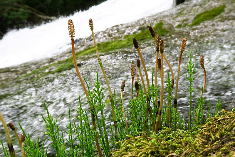 marsh horsetails (Equisetum palustre) [Lacamas Park, Camas, Clark County, Washington]