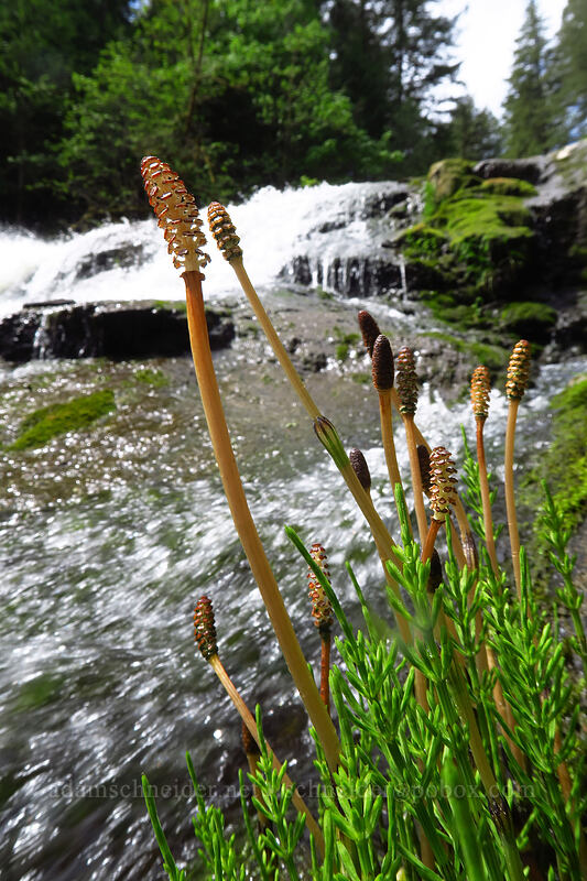 marsh horsetails (Equisetum palustre) [Lacamas Park, Camas, Clark County, Washington]