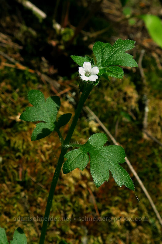 small-flowered nemophila (Nemophila parviflora) [Lacamas Park, Camas, Clark County, Washington]