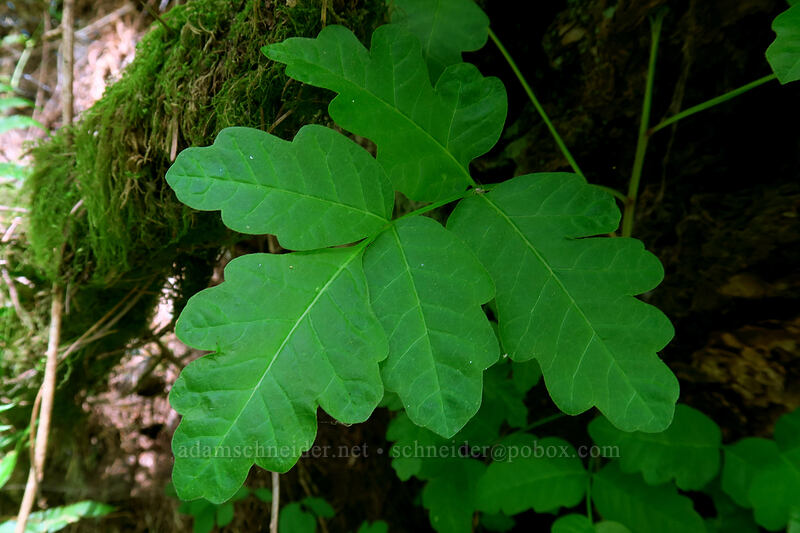 poison-oak with FIVE leaflets (Toxicodendron diversilobum (Rhus diversiloba)) [Lacamas Park, Camas, Clark County, Washington]