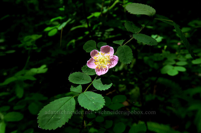 wild rose (Rosa sp.) [Lacamas Park, Camas, Clark County, Washington]