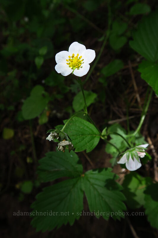 wild strawberry flower (Fragaria vesca) [Lacamas Park, Camas, Clark County, Washington]