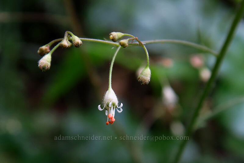 small-flowered alumroot (Heuchera micrantha) [Lacamas Park, Camas, Clark County, Washington]