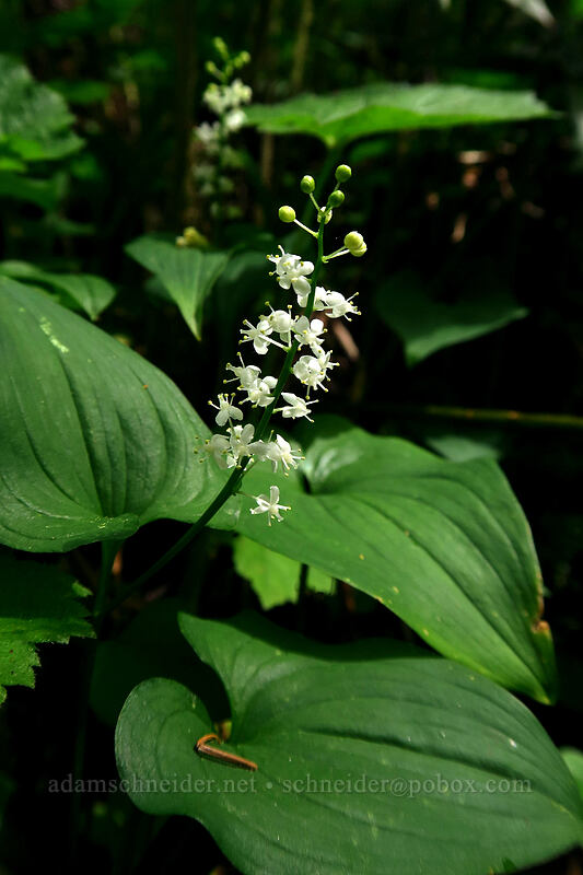 false lily-of-the-valley (Maianthemum dilatatum) [Lacamas Park, Camas, Clark County, Washington]