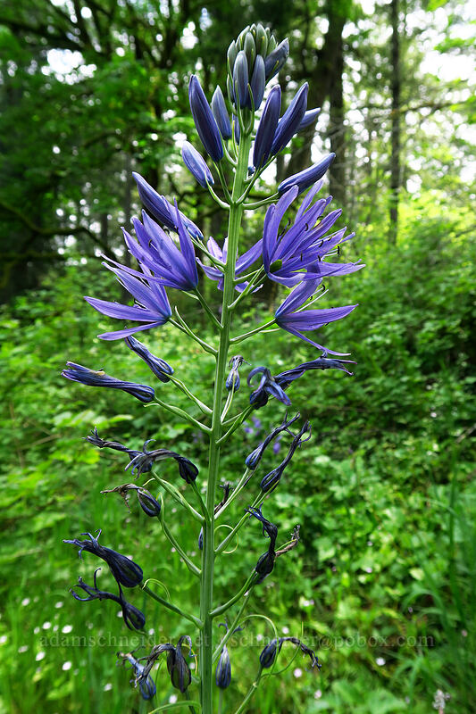 great camas (Camassia leichtlinii ssp. suksdorfii) [Lacamas Park, Camas, Clark County, Washington]