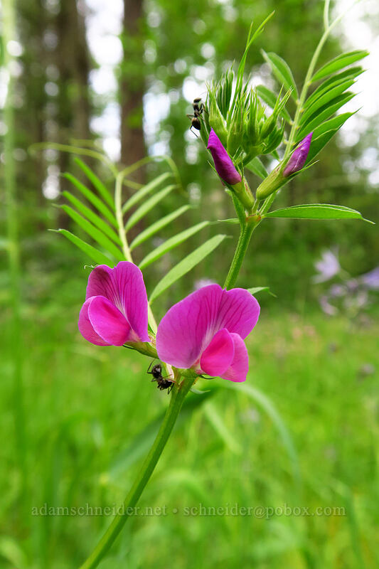 common vetch (Vicia sativa) [Lacamas Park, Camas, Clark County, Washington]