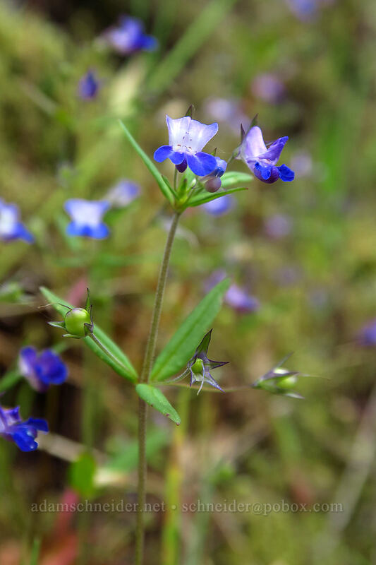 small-flowered blue-eyed-Mary (Collinsia parviflora) [Lacamas Park, Camas, Clark County, Washington]