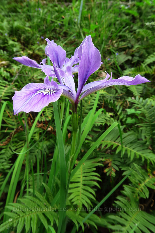Oregon iris (Iris tenax) [Lacamas Park, Camas, Clark County, Washington]