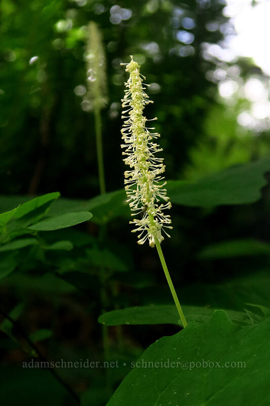 vanilla-leaf (Achlys triphylla) [Lacamas Park, Camas, Clark County, Washington]