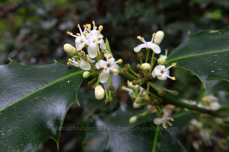 holly flowers (Ilex aquifolium) [Lacamas Park, Camas, Clark County, Washington]