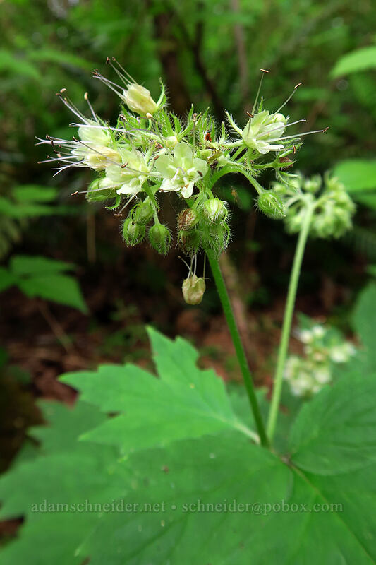 waterleaf (Hydrophyllum tenuipes) [Lacamas Park, Camas, Clark County, Washington]