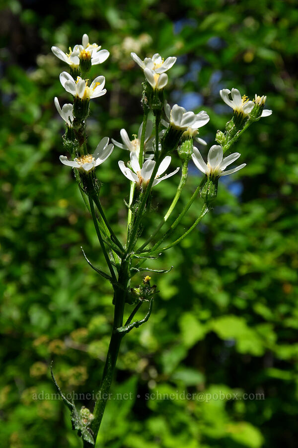 white western groundsel (Senecio integerrimus var. ochroleucus) [Surveyor's Ridge Trail, Mt. Hood National Forest, Hood River County, Oregon]
