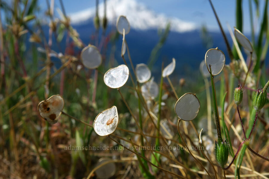 old-stem idahoa (scale-pod) seeds (Idahoa scapigera) [Bald Butte, Mt. Hood National Forest, Hood River County, Oregon]