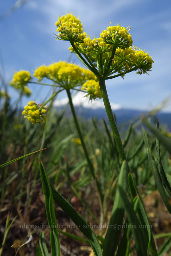 nine-leaf desert parsley (Lomatium triternatum) [Bald Butte, Mt. Hood National Forest, Hood River County, Oregon]