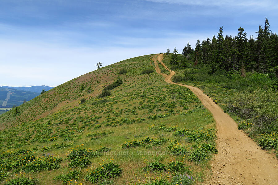 Bald Butte [Surveyor's Ridge Trail, Mt. Hood National Forest, Hood River County, Oregon]