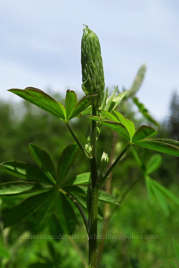 big-leaf lupine (Lupinus polyphyllus) [Long Prairie, Mt. Hood National Forest, Hood River County, Oregon]
