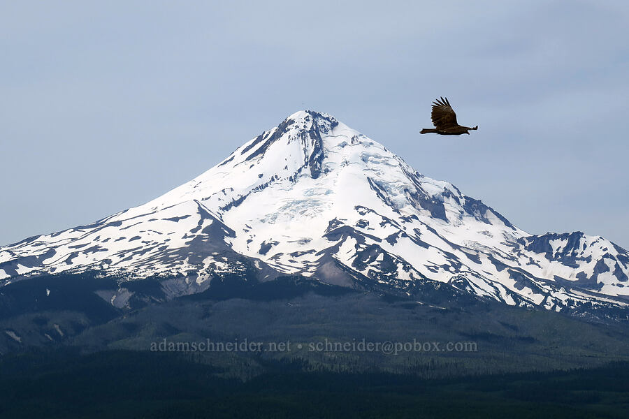 turkey vulture & Mt. Hood (Cathartes aura) [Surveyor's Ridge Trail, Mt. Hood National Forest, Hood River County, Oregon]