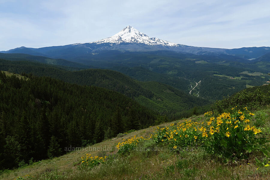 Mt. Hood & balsamroot (Balsamorhiza sp.) [Surveyor's Ridge Trail, Mt. Hood National Forest, Hood River County, Oregon]