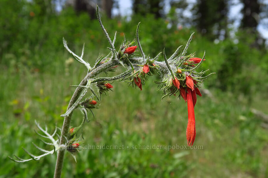 scarlet gilia (Ipomopsis aggregata) [Forest Road 17, Mt. Hood National Forest, Hood River County, Oregon]