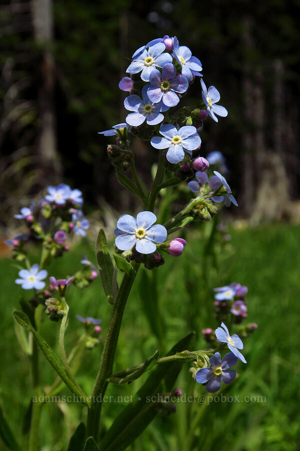 blue stickseed (Hackelia micrantha (Hackelia jessicae)) [Hackelia Meadow, Mt. Hood National Forest, Hood River County, Oregon]