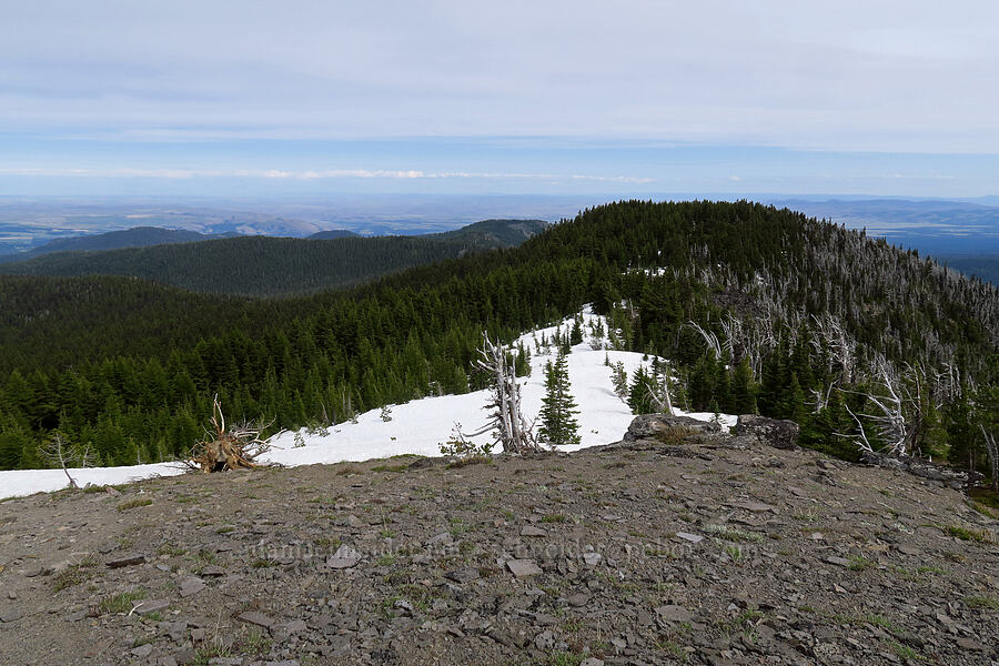 southeast ridge of Lookout Mountain [Lookout Mountain, Mt. Hood National Forest, Hood River County, Oregon]
