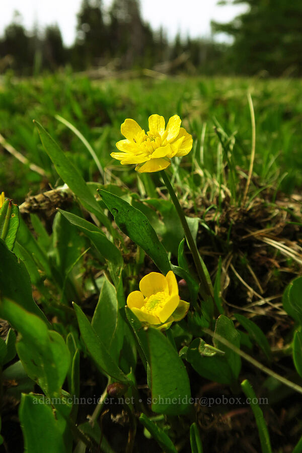 Hartweg's buttercups (Ranunculus alismifolius var. hartwegii) [High Prairie Trail, Mt. Hood National Forest, Hood River County, Oregon]