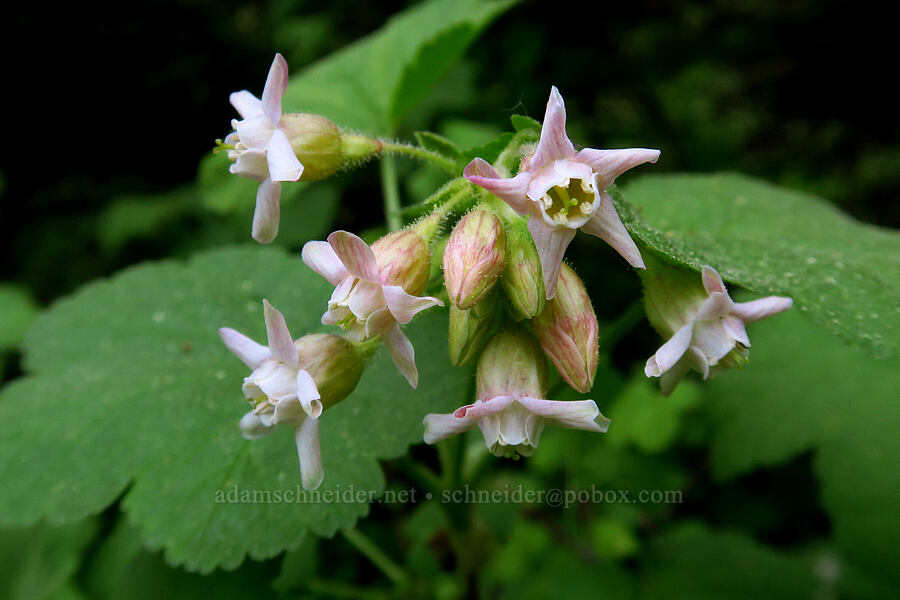 sticky currant flowers (Ribes viscosissimum) [Forest Road 4410, Mt. Hood National Forest, Hood River County, Oregon]